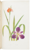 The Genus Iris - 2