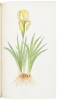 The Genus Iris - 3