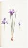 The Genus Iris - 4