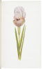 The Genus Iris - 5