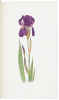 The Genus Iris - 6