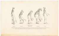 Evidence as to Man's Place in Nature