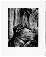 Brett Weston: Photographs from Five Decades
