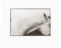 The Eleventh Annual Portfolio of the Photographic Education Society