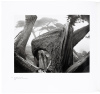 Ansel Adams at 100 - 3