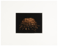 Collotype Portfolio