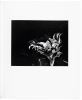 Sunflower - 2