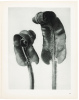 Urformen der Kunst: Photographische Planzenbilder von Professor Karl Blossfeldt - 2