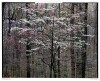 Intimations of Paradise - 4
