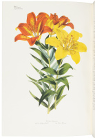 Great Flower Books 1700-1900: A Bibliographical Record of Two Centuries of Finely-Illustrated Flower Books