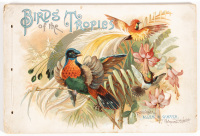 Birds of the Tropics