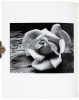 Examples: The Making of 40 Photographs - 3