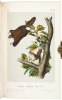 The Quadrupeds of North America - 3