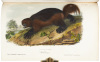 The Quadrupeds of North America - 4
