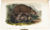 The Quadrupeds of North America - 7