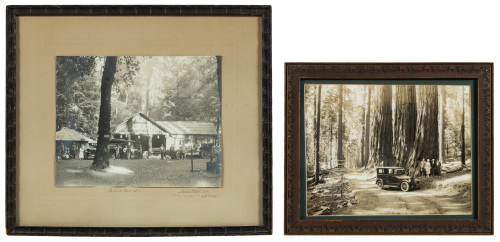 Two photographs of Redwoods