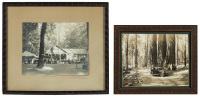 Two photographs of Redwoods