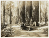 Two photographs of Redwoods - 2