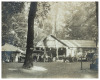 Two photographs of Redwoods - 3