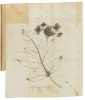 Travels through North and South Carolina, Georgia, East & West Florida, The Cherokee Country, The Extensive Territories of the Muscogulges, or Creek Confederacy, and Country of the Chactaws... - 4