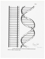 Print of DNA signed by Watson & Crick