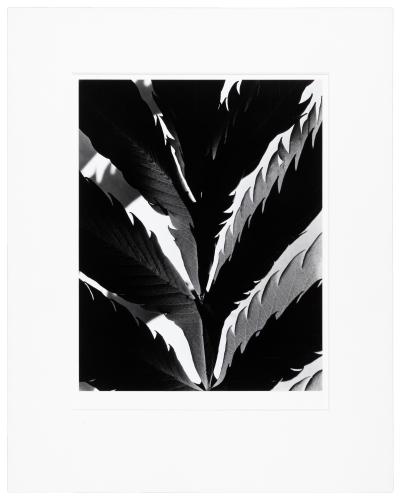 Leaf Pattern