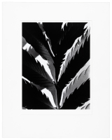 Leaf Pattern