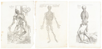 Three original printed leaves from the first edition of De humani corporis fabrica, with full-page anatomical woodcut