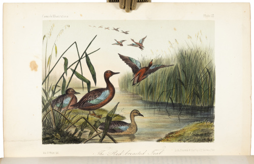 Illustrations of the Birds of California, Texas, Oregon, British and Russian America. Intended to contain Descriptions and Figures of all North American Birds...
