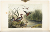 Illustrations of the Birds of California, Texas, Oregon, British and Russian America. Intended to contain Descriptions and Figures of all North American Birds...