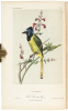 Illustrations of the Birds of California, Texas, Oregon, British and Russian America. Intended to contain Descriptions and Figures of all North American Birds... - 3