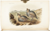 Illustrations of the Birds of California, Texas, Oregon, British and Russian America. Intended to contain Descriptions and Figures of all North American Birds... - 4