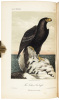 Illustrations of the Birds of California, Texas, Oregon, British and Russian America. Intended to contain Descriptions and Figures of all North American Birds... - 5