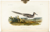 Illustrations of the Birds of California, Texas, Oregon, British and Russian America. Intended to contain Descriptions and Figures of all North American Birds... - 6