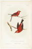 Illustrations of the Birds of California, Texas, Oregon, British and Russian America. Intended to contain Descriptions and Figures of all North American Birds... - 7