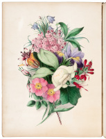 Wild Flowers Drawn and Colored From Nature