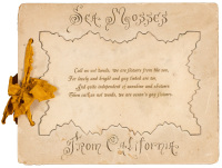 Sea Mosses from California