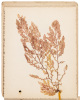 Sea Mosses from California - 2