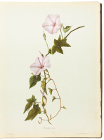 Indigenous Flowers of the Hawaiian Islands: Forty-Four Plates Painted in Water-Colours and Described by Mrs. Francis Sinclair, Jr.