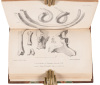 Narrative of a Voyage to the Pacific and Beering's Strait, to Co-operate with the Polar Expeditions: Performed in His Majesty's Ship Blossom Under the Command of Captain F.W. Beechey, R.N. in the Years 1825, 26, 27, 28. - 6