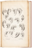 Ars Pictoria: or an academy treating of drawing, painting, limning, etching. To which are added XXXI. copper plates, expressing the choicest, nearest, and most exact grounds and rules of symmetry. Collected out of the most eminent Italian, German, and Net - 4