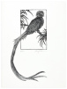 An Odd Bestiary, Or a Compendium of Instructive and Entertaining Descriptions of Animals, Culled From Five Centuries of Travelers' Accounts, Natural Histories, Zoologies, Etc., By Authors Famous and Obscure, Arranged as an Abecedary. - 3