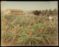 Tinted Photo of Pineapple Plantation
