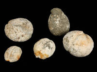 Lot of 5 Hawaiian stone weights