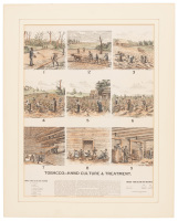 Tobacco&mdash;Hand Culture & Treatment