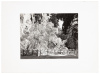 Holiday card with original Ansel Adams photograph