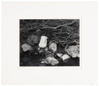 Nude as a Shell, 1951