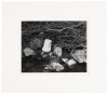 Nude as a Shell, 1951