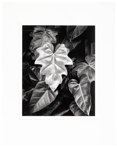 Leaf Cluster, Hawaii