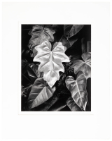 Leaf Cluster, Hawaii